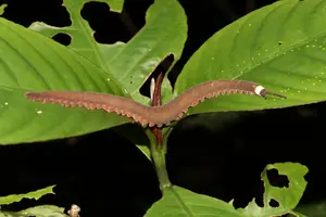 Tiputini velvet worm (Oroperipatus tiputini)