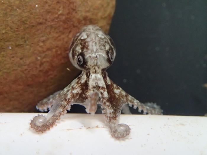 Step-by-step guide to aging octopus
