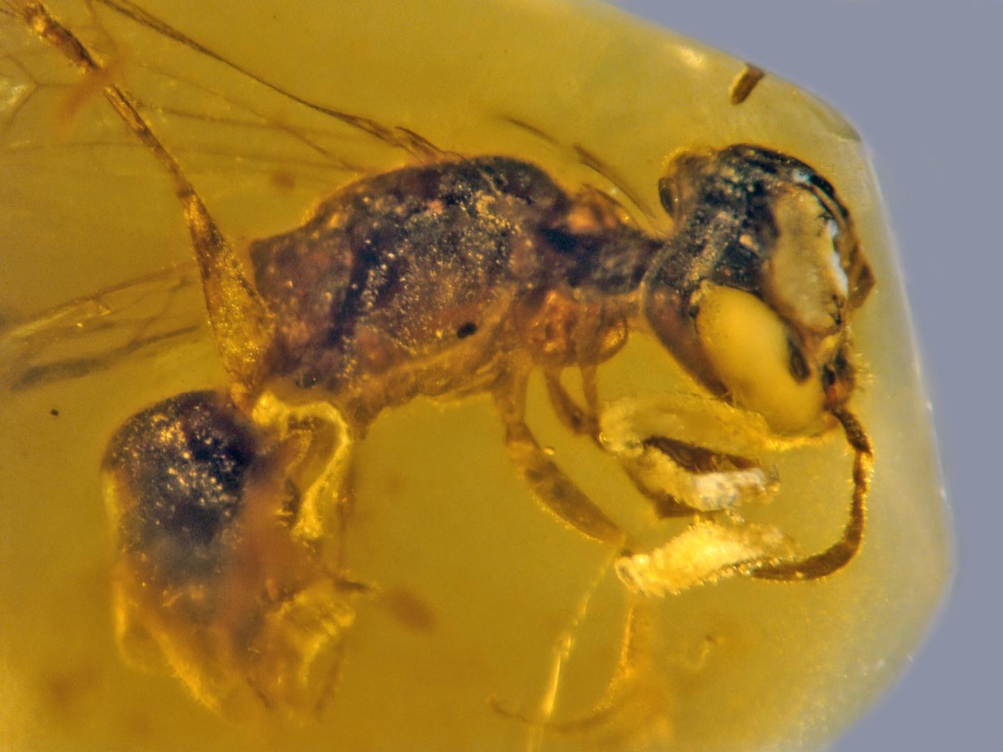Bee with Four Beetle Parasites