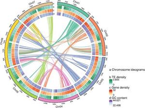 Distribution patterns of transposable elements (TEs), genes and GC content in the chromosomes of R. rosaefolius.