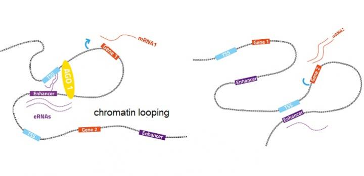 Chromatin Looping
