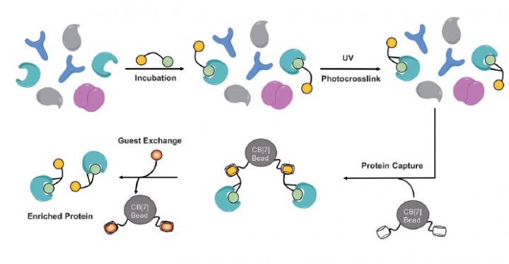 The Proteomic Workflow to Label and Enrich Proteins using Saha-Ad and Cb[7] Beads