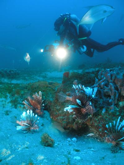Foraging Lionfish