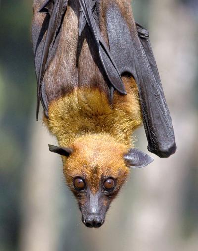 Indian Flying fox (<i>Pteropus giganteus</i>)