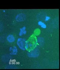 HIV-Infected Cell Sheds Virus and Leaves