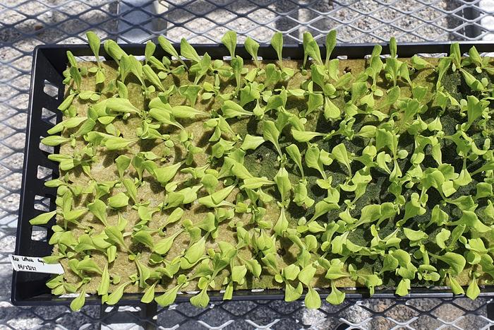 Lettuce Growing in Rockwool Substrate