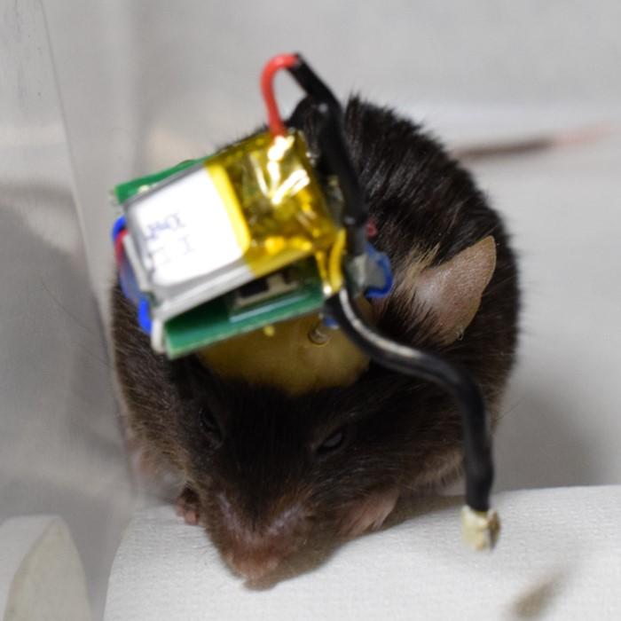 ワイヤレス脳計測システムを搭載したマウスの写真