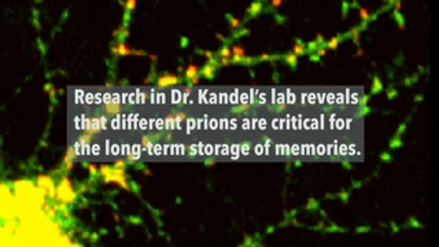 Long-Term Memories are Maintained by Prion-like Proteins
