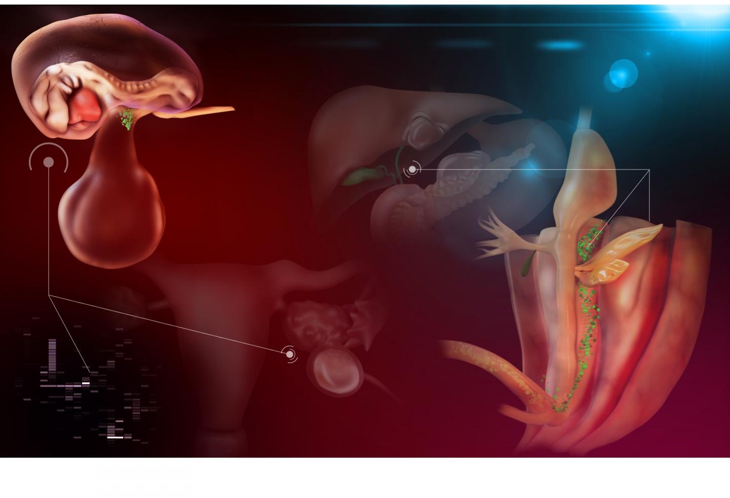 Migration des cellules primordiales germinales