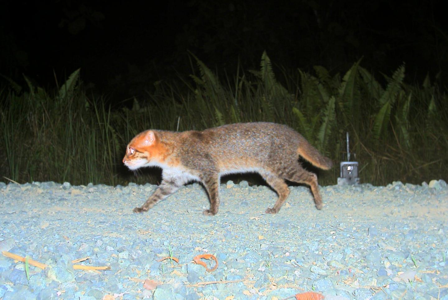 The Endangered Flat-headed Cat