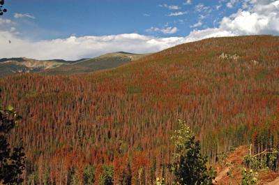 Dying Forests in Colorado