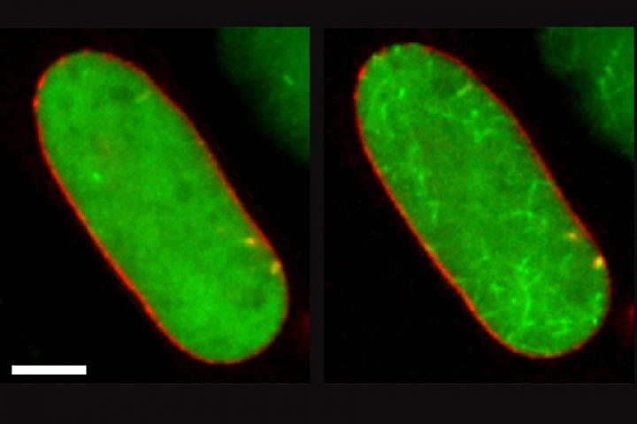 Filaments that Structure DNA