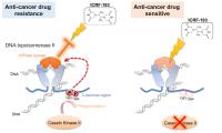 Enhancing the Effects of Anti-Cancer Drug ICRF-193