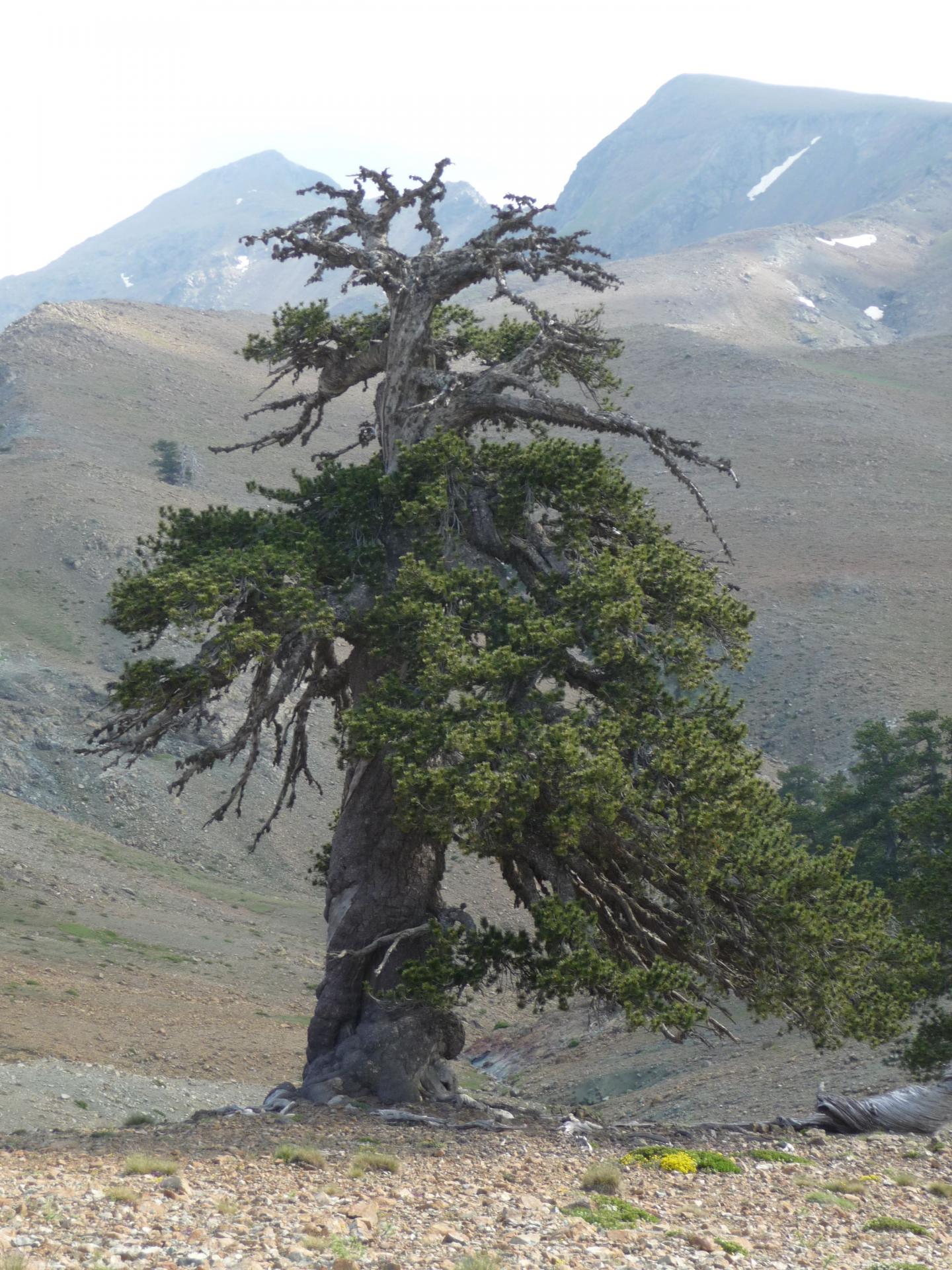 Europe s Oldest Tree IMAGE EurekAlert Science News Releases