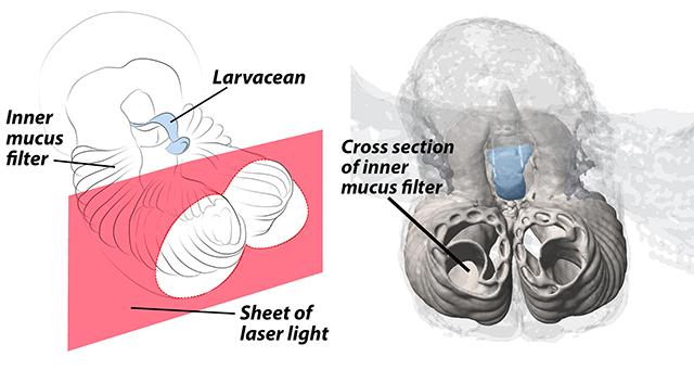 Sheet of Laser Light Allows 3D Reconstruction of a Giant Larvacean