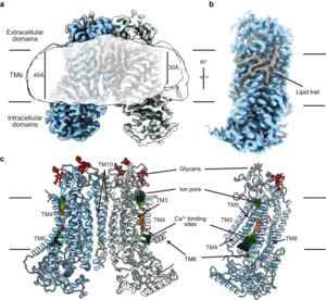 Cryo-EM density of TMEM16F dimer