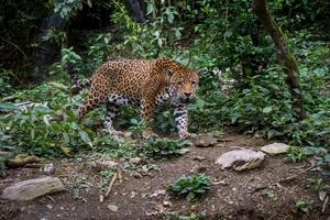 Jaguars at Senda Verde