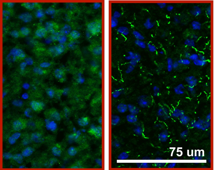 PDE11 in different mouse strains