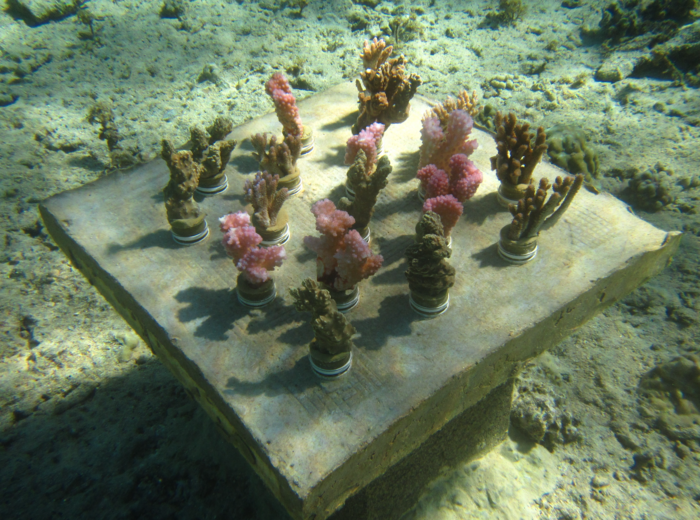 Coral Gardens close up