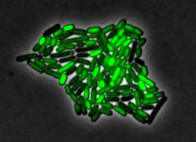 Bacterial Pulse Response to Stress