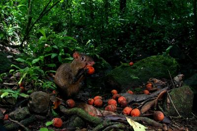 Agouti Eating Palm Seed