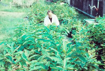 Dr. Eyvind Thor, University of Tennessee at Knoxville