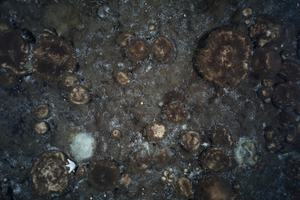 Dense sponge grounds on Langseth Ridge