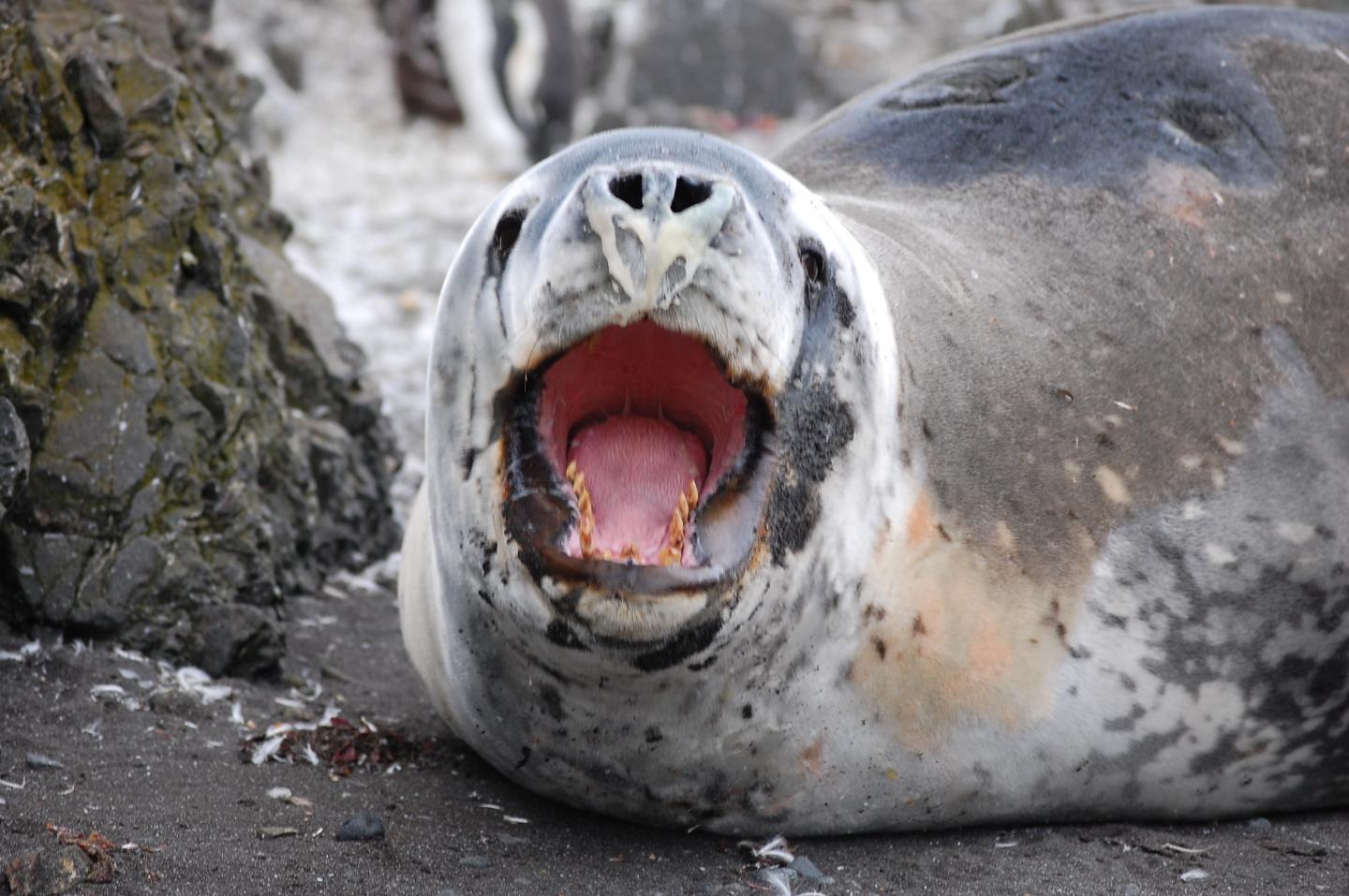 Antarctic Leopard Seal