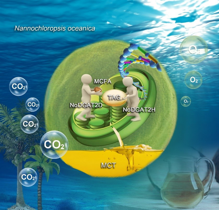 A mechanistic model of NoDGAT2s-mediated MCT synthesis in N. oceanica