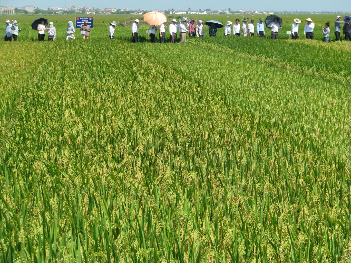 TGAC Trains the Next Generation of Rice Breeders in Vietnam