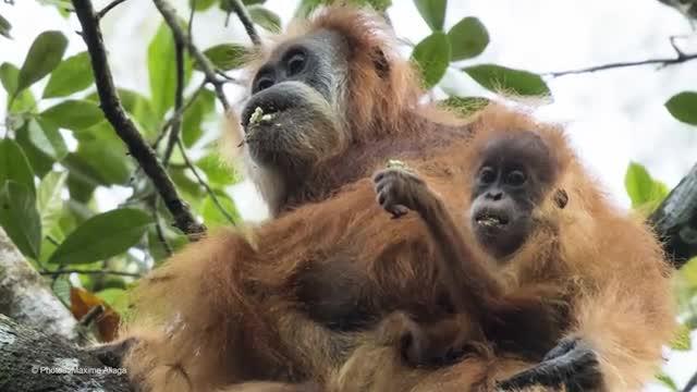 UZH Anthropologists Describe Third Orangutan Species