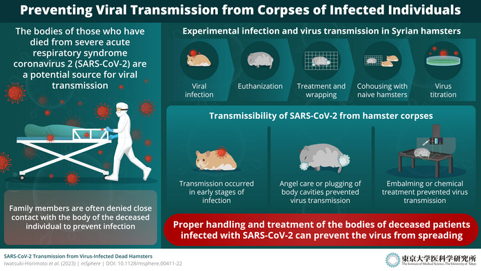 Studying the prevention of SARS-CoV-2 transmission from dead, infected hamsters through angel care and embalming treatments.