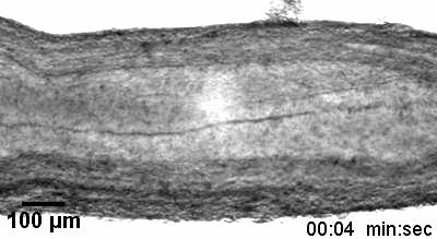 Embryogenesis Reveals the Role of the 'Second Brain' in Digestion