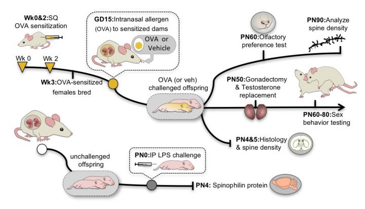 Testing the Effect of Prenatal Allergy on Offspring