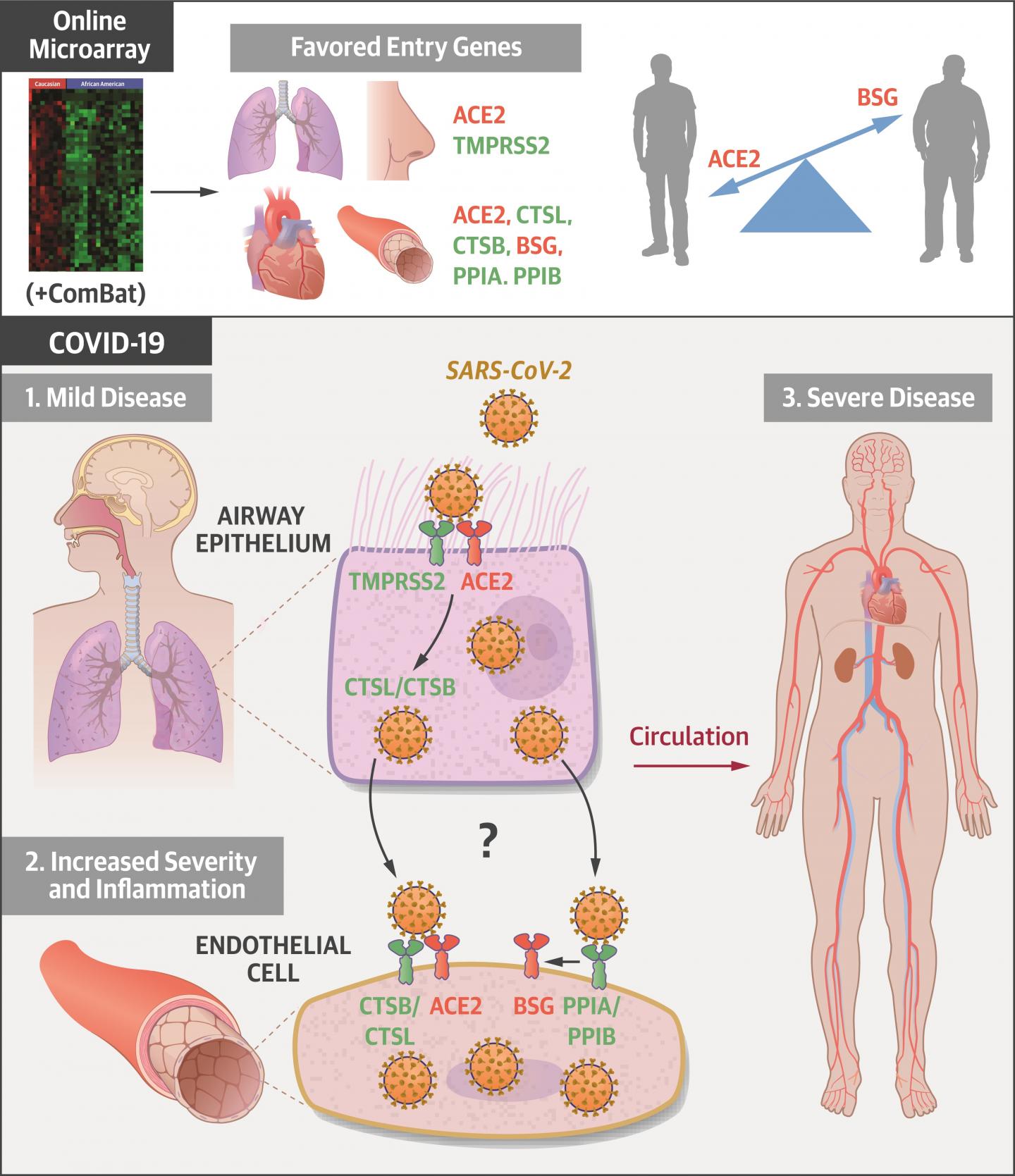 Cardiorenal Tissues Express SARS-CoV-2 Entry Genes and Basigin (BSG/CD147) Increases With Age in Endothelial Cells