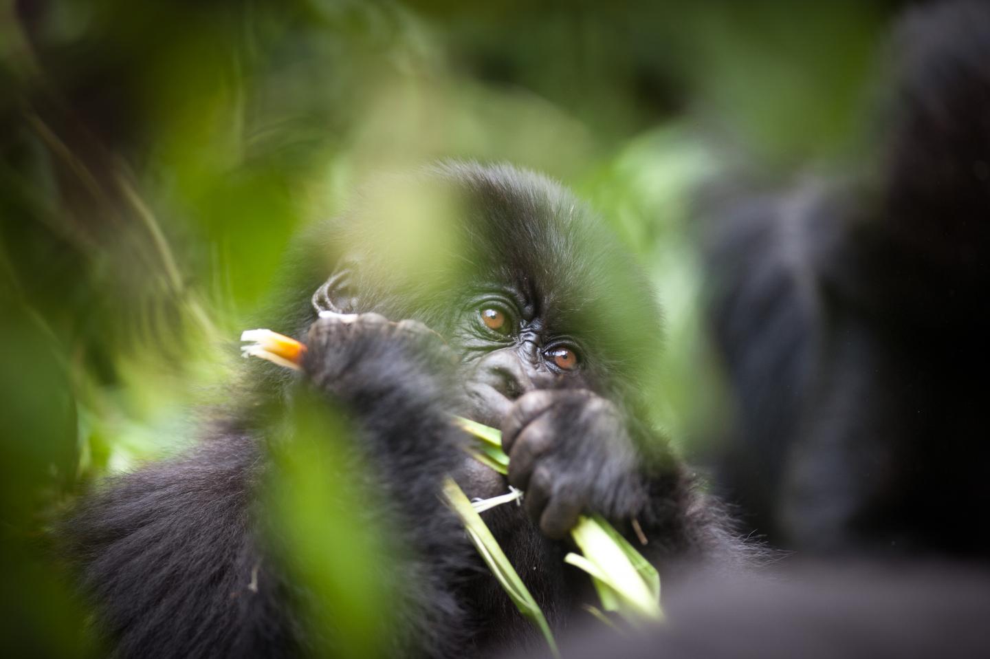 Mountain Gorilla (Gorilla beringei beringei)