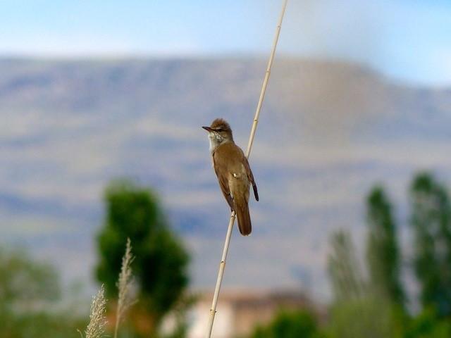 Great Reed Warbler 1