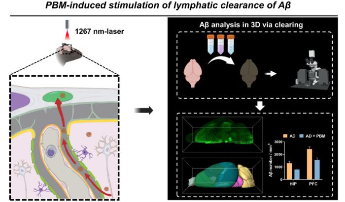 Photostimulation-induced stimulation of lymphatic clearance of Aβ from the brain in 5xFAD mice