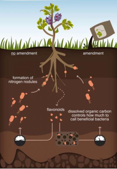 SOIL 1