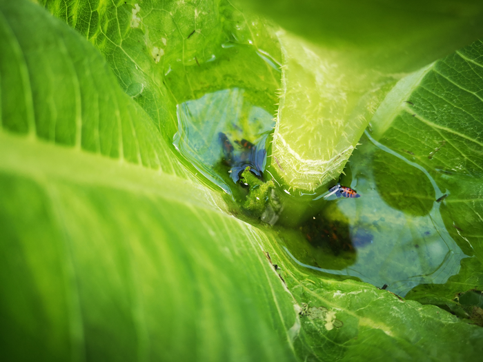 An insect drowned in phytotelmata