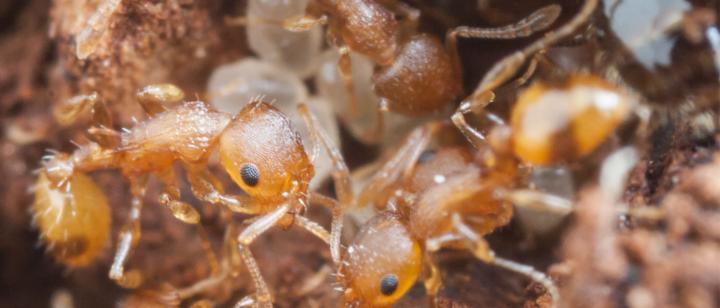 Acorn Ants
