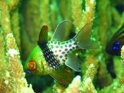 Pajama Cardinal Fish
