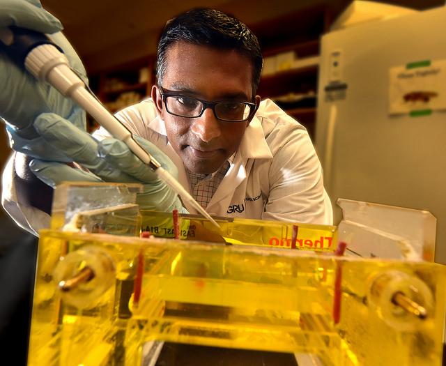 Graydon B. Gonsalvez, Augusta University