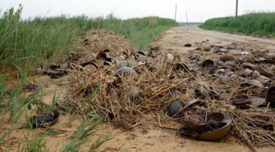 Hoards of Horseshoe Crabs