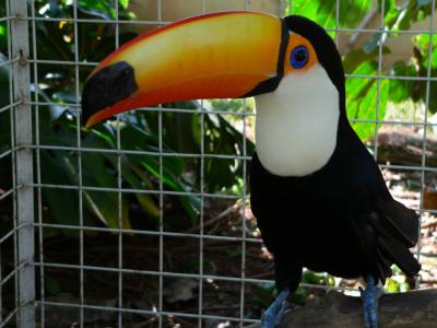 Toucan Uses its Bill to Keep Cool (3 of 6)