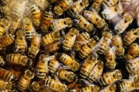 Honey Bees at Work