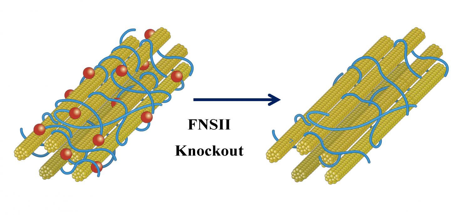 Enhance the Efficiency of Cereal Straw for Biofuel Production (1 of 3)