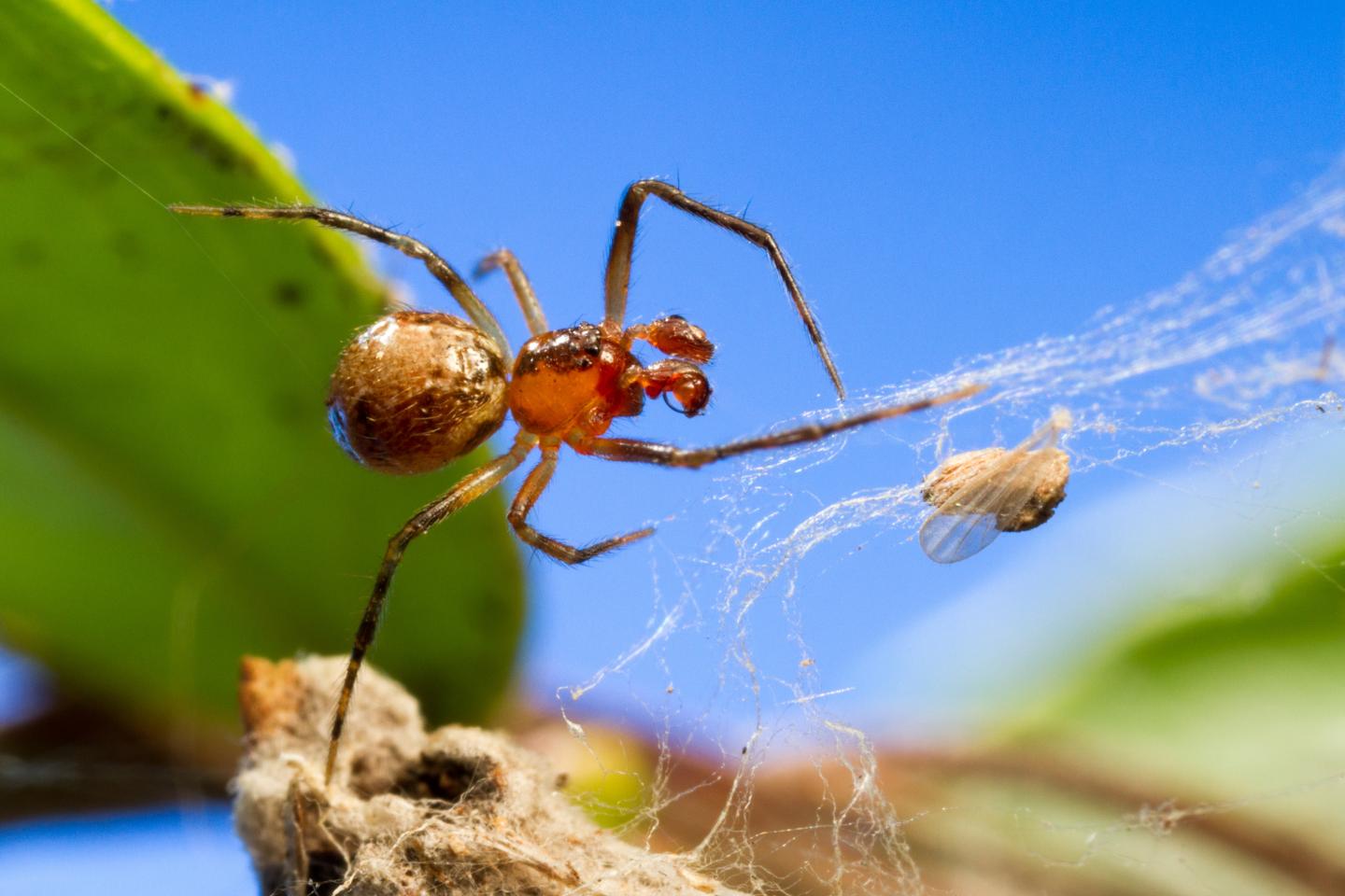 Personalities of Spiders and Climate Change