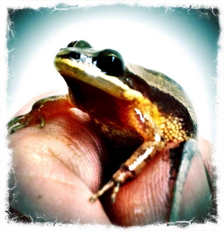 Chorus Frog