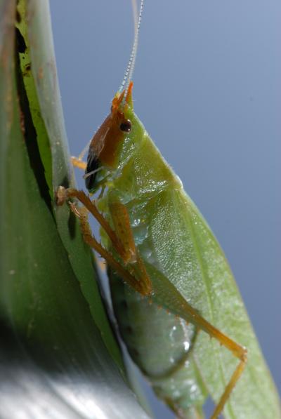 A South American Bushcricket